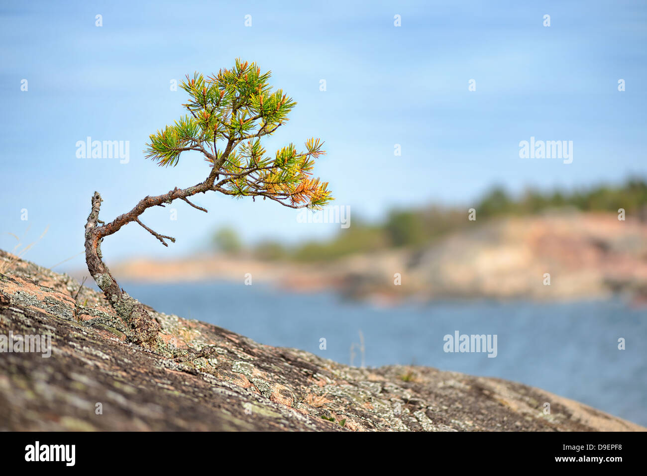 Small Pine tree on a rock at the coastline during summer Stock Photo ...