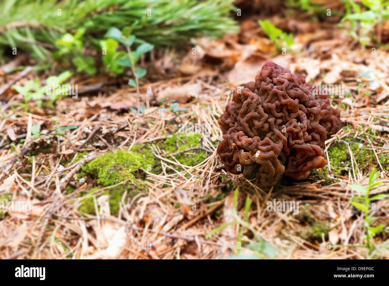 Stone Morel Mushroom in the forest Poisonous (Gyromitra esculenta