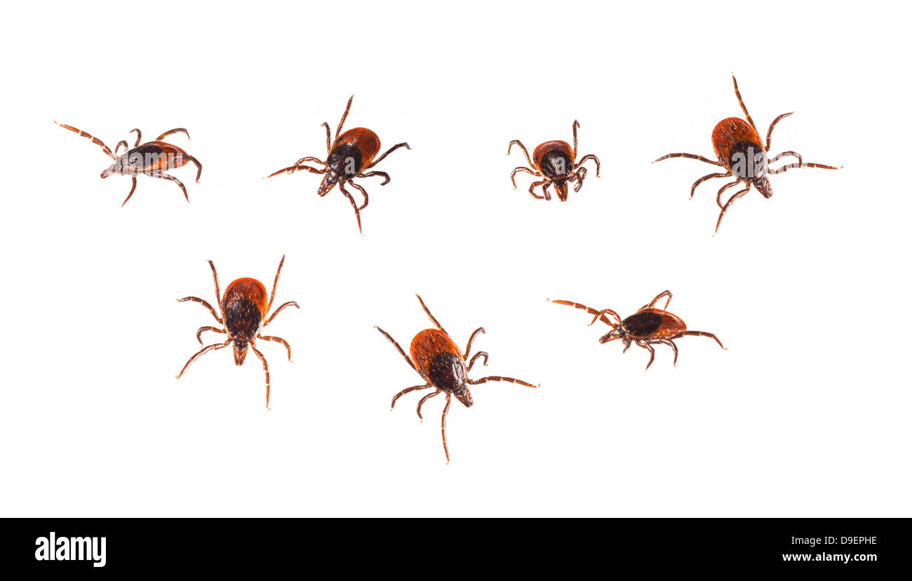 Ticks isolated on white - Ixodida Stock Photo