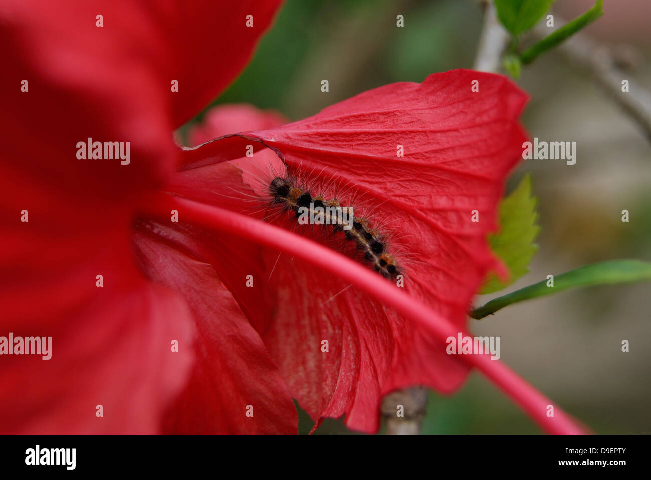 Caterpillar Eating hibiscus flower Petals Stock Photo Alamy