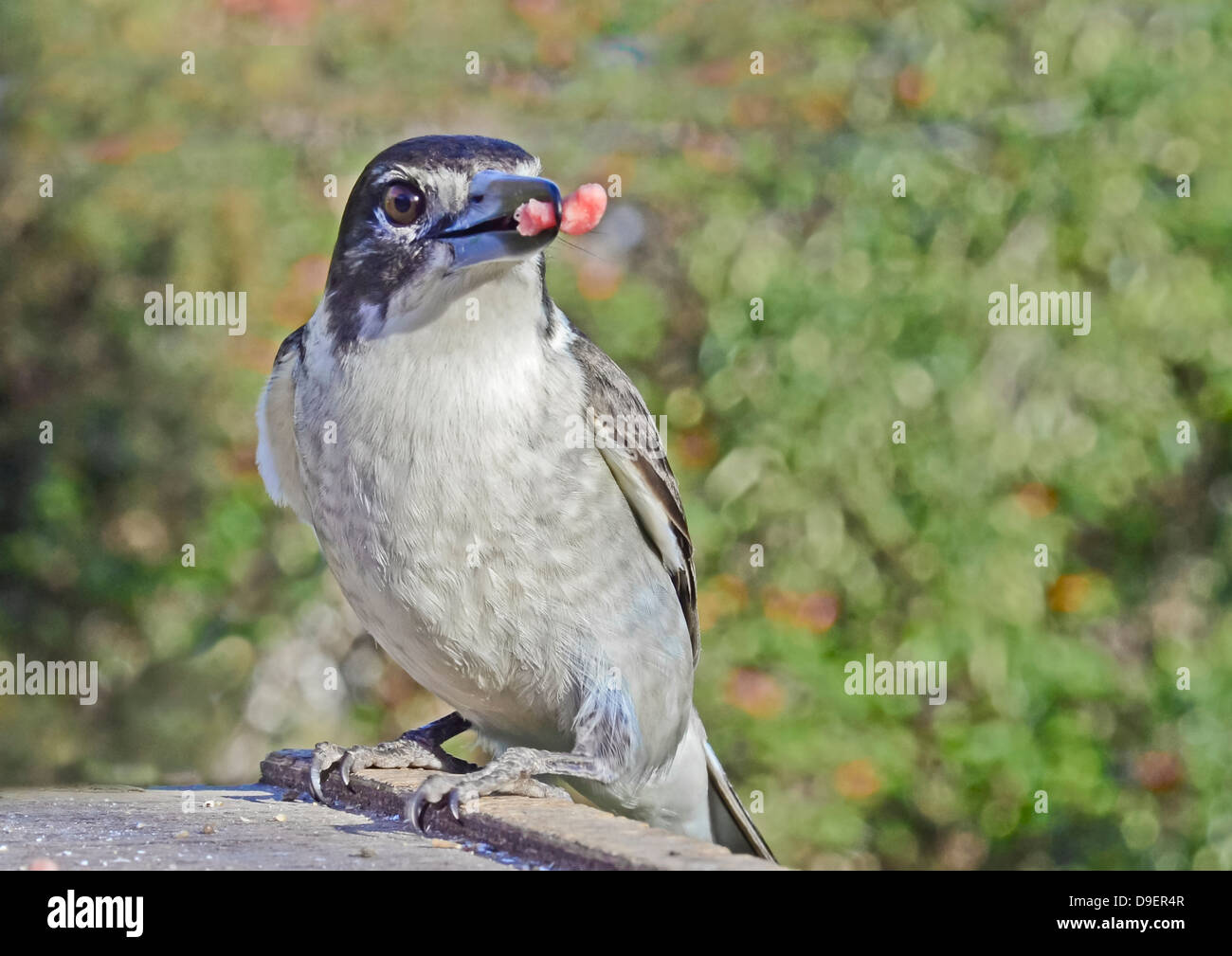 Butcher Birds Stock Photos & Butcher Birds Stock Images Alamy