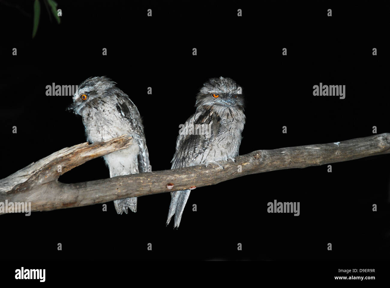 Young Tawny Frogmouths perched in a tree . Podargus strigoides Stock Photo