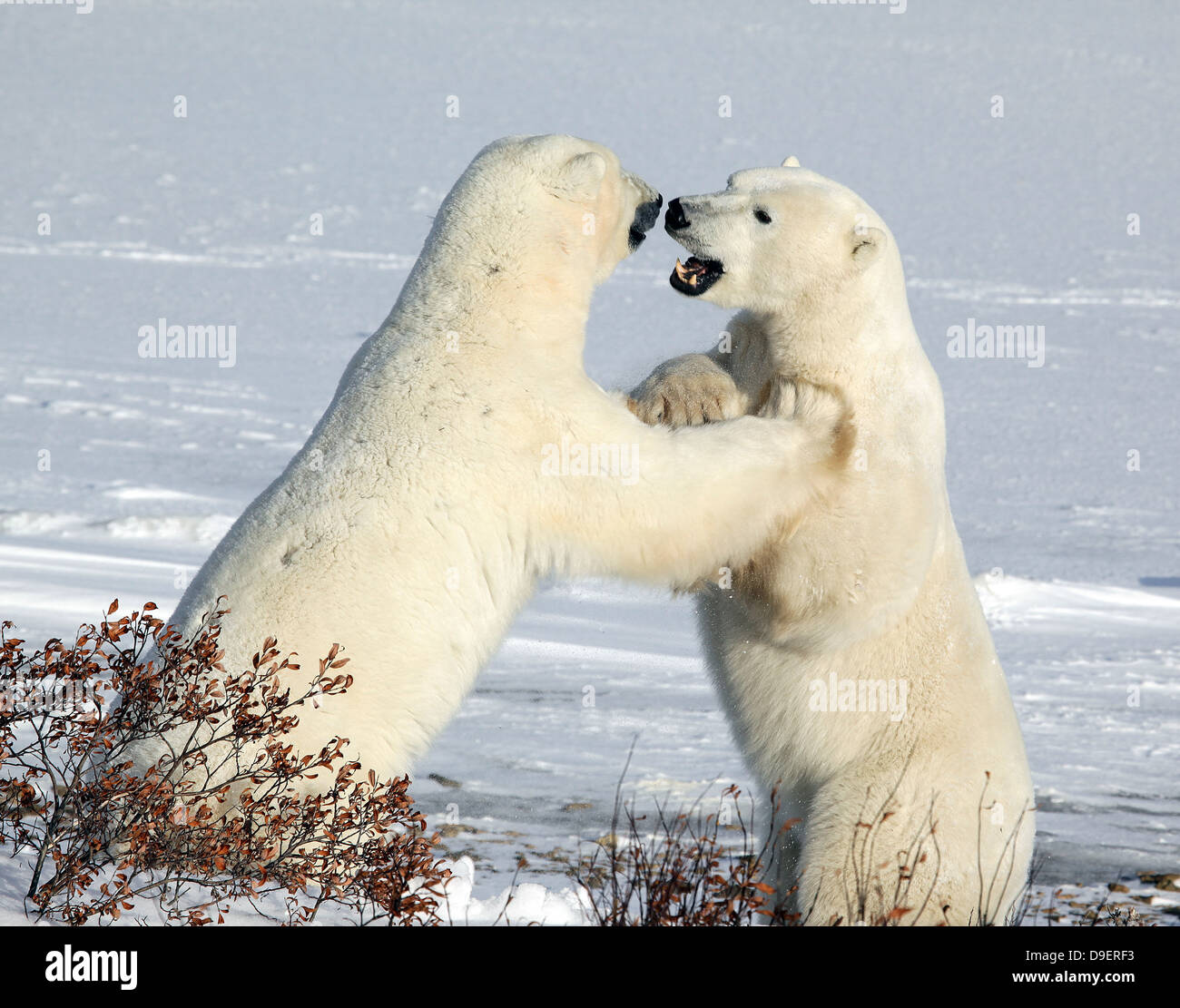 Polar bears fighting in Northern Manitoba Stock Photo