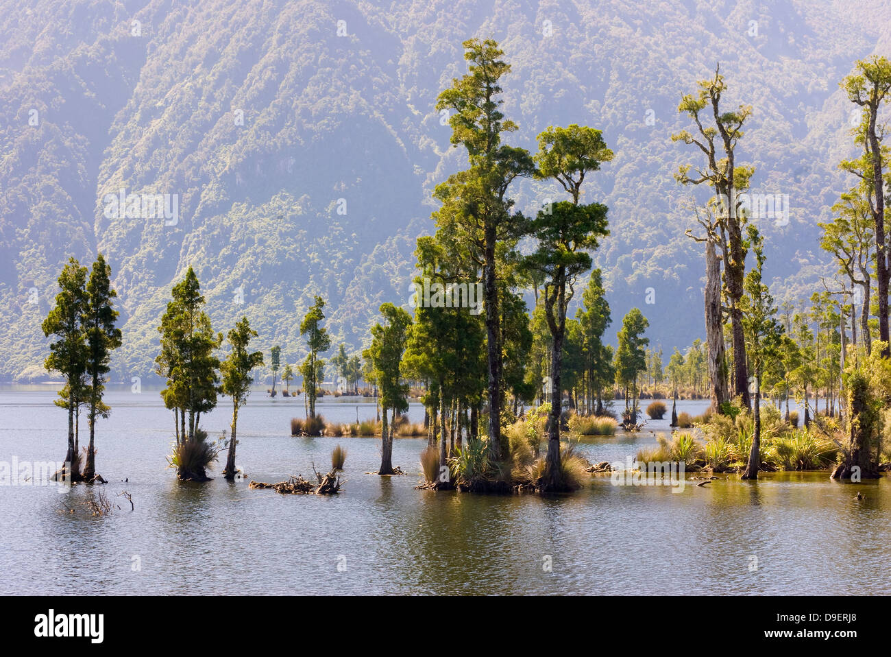Kahikatea trees (Dacrycarpus dacrydioides) in the shallows of Lake Brunner, on the West Coast of New Zealand's South Island. Stock Photo