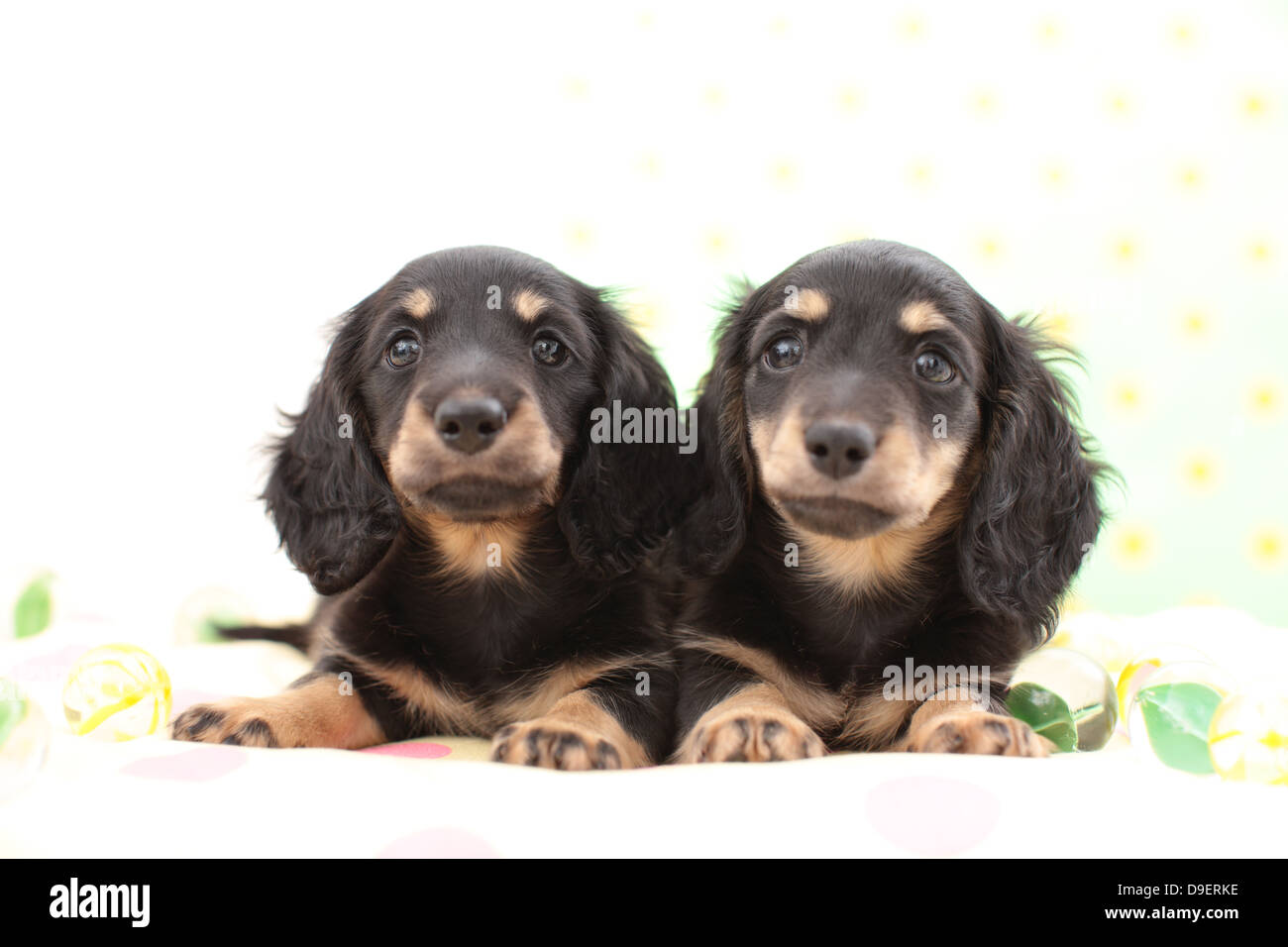 Miniature Dachshund pets Stock Photo