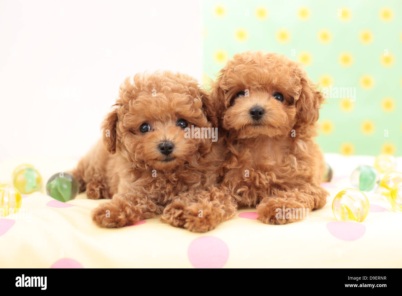Toy Poodle pets Stock Photo Alamy