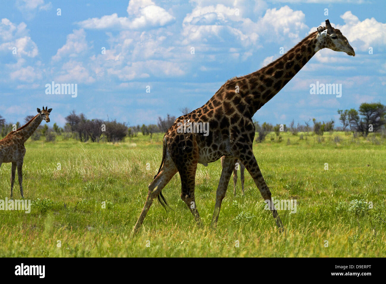 Giraffe (Giraffa camelopardalis angolensis), Nxai Pan National Park, Botswana, Africa Stock Photo