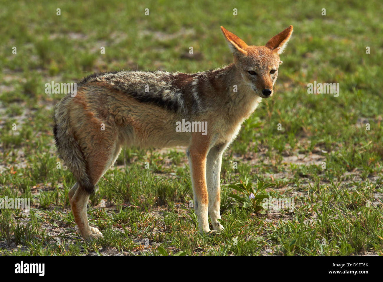 Black-backed jackal (Canis mesomelas), Nxai Pan National Park, Botswana, Africa Stock Photo
