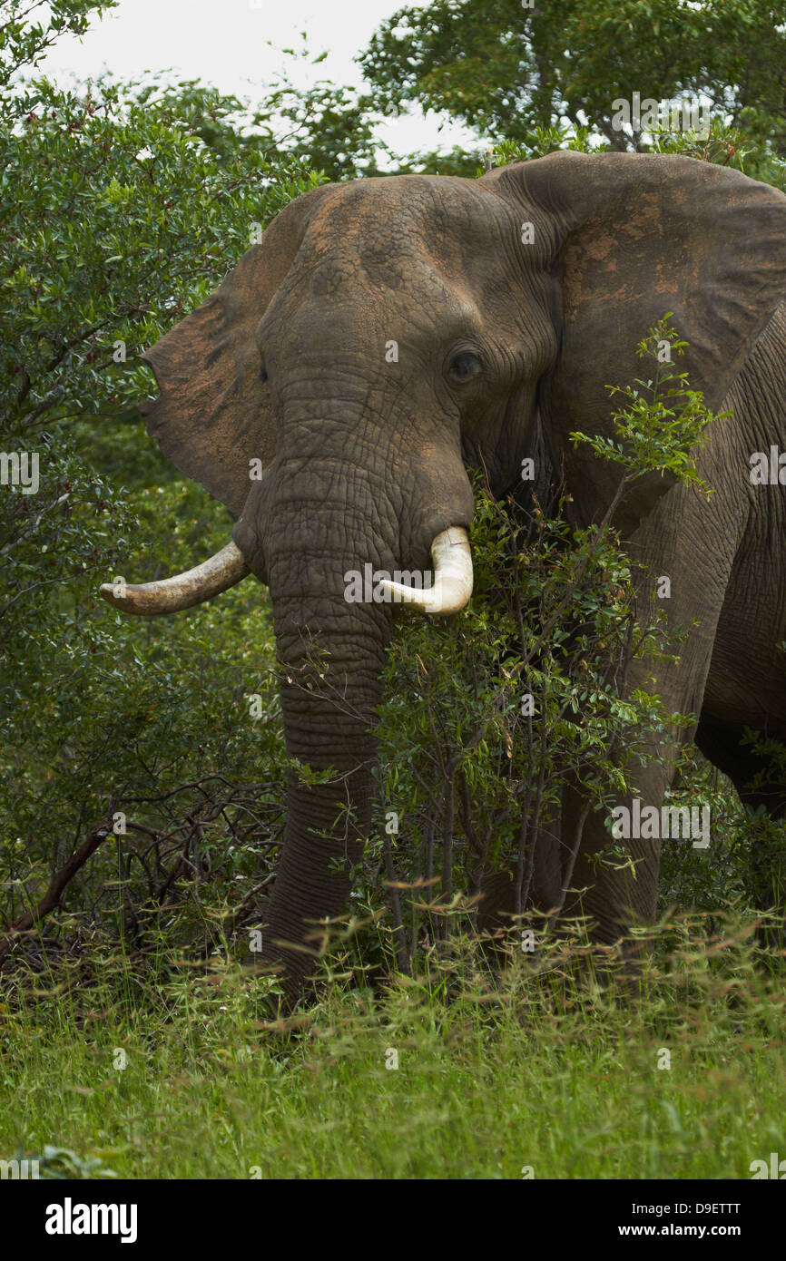 Elephant (Loxodonta africana), beside Nata - Kasane Road, Botswana, Africa Stock Photo