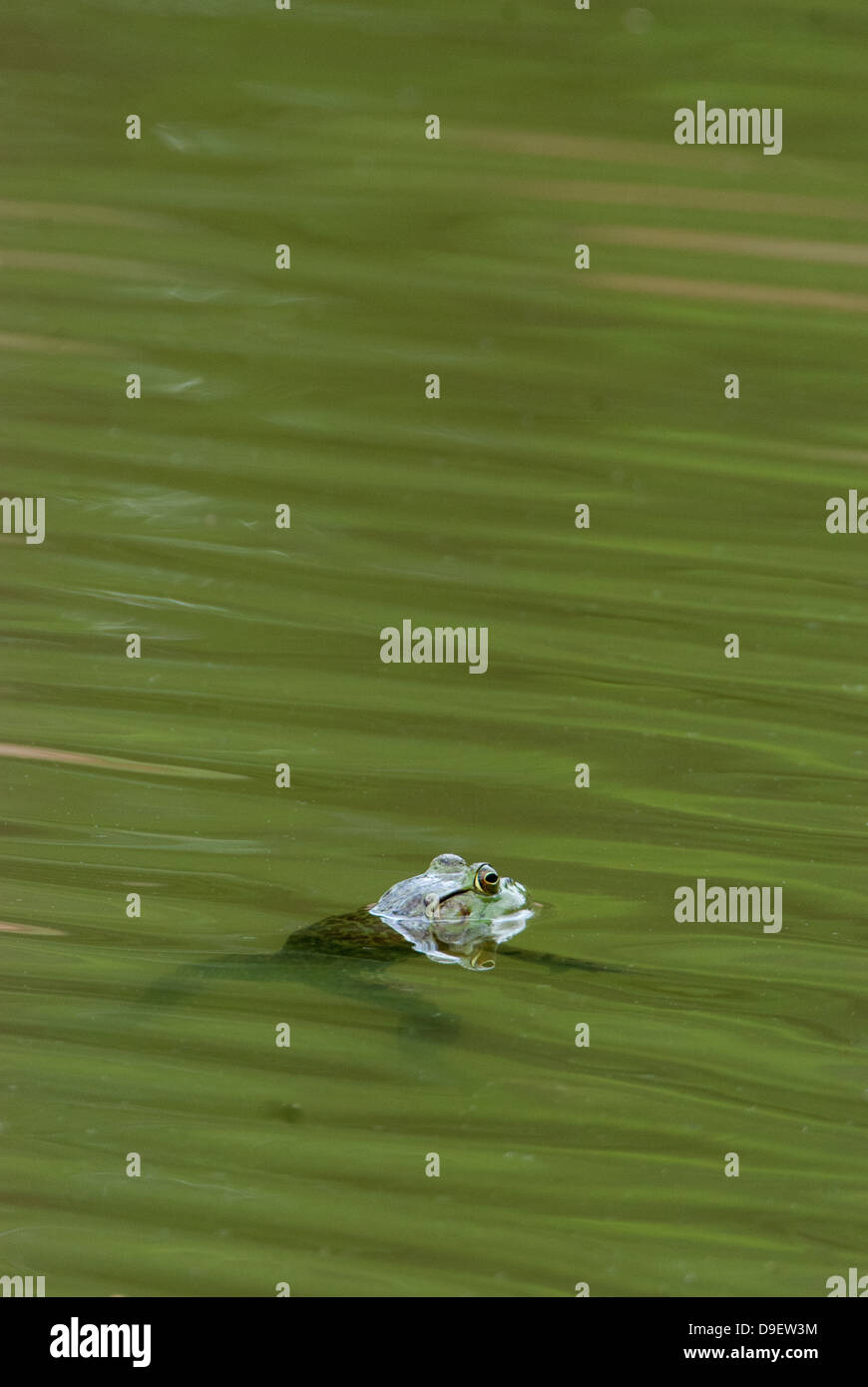 American Bullfrog in green water Stock Photo