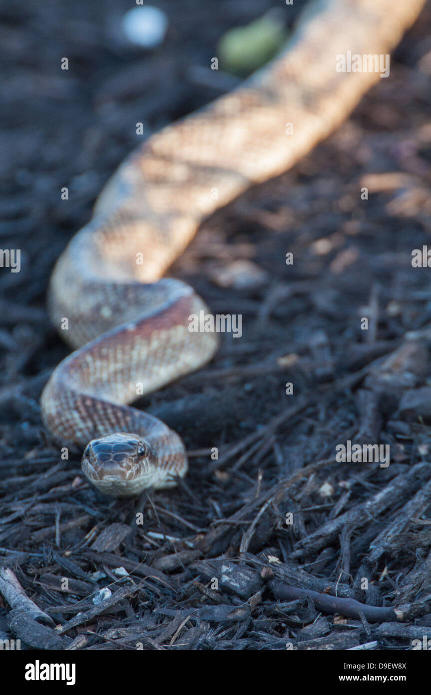 Western Rat Snake Stock Photo