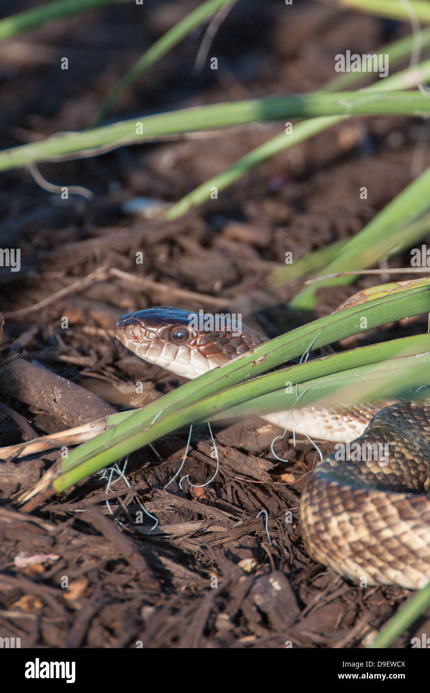 Western Rat Snake Stock Photo