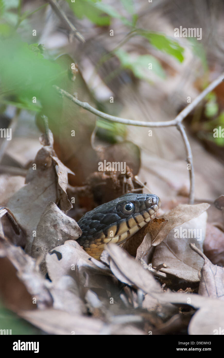 plain-bellied water snake Stock Photo