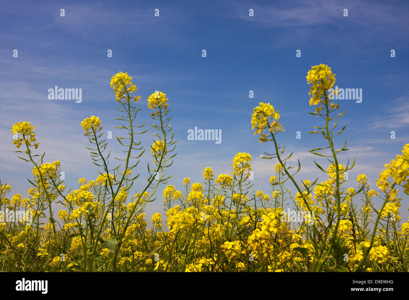 Yellow flowers of Rapeseed under a blue sky Stock Photo