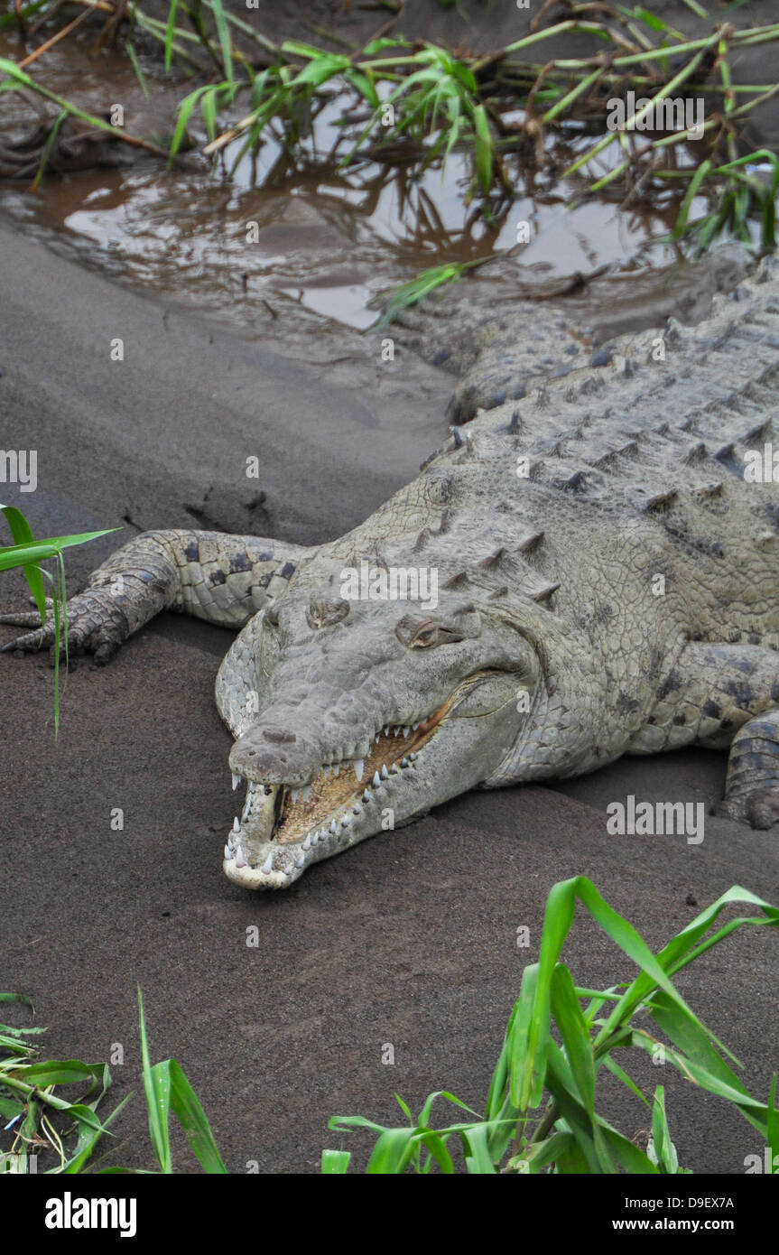 American Crocodile on river bank Stock Photo