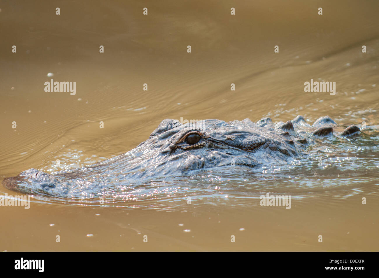 American Alligator in swamp Stock Photo - Alamy