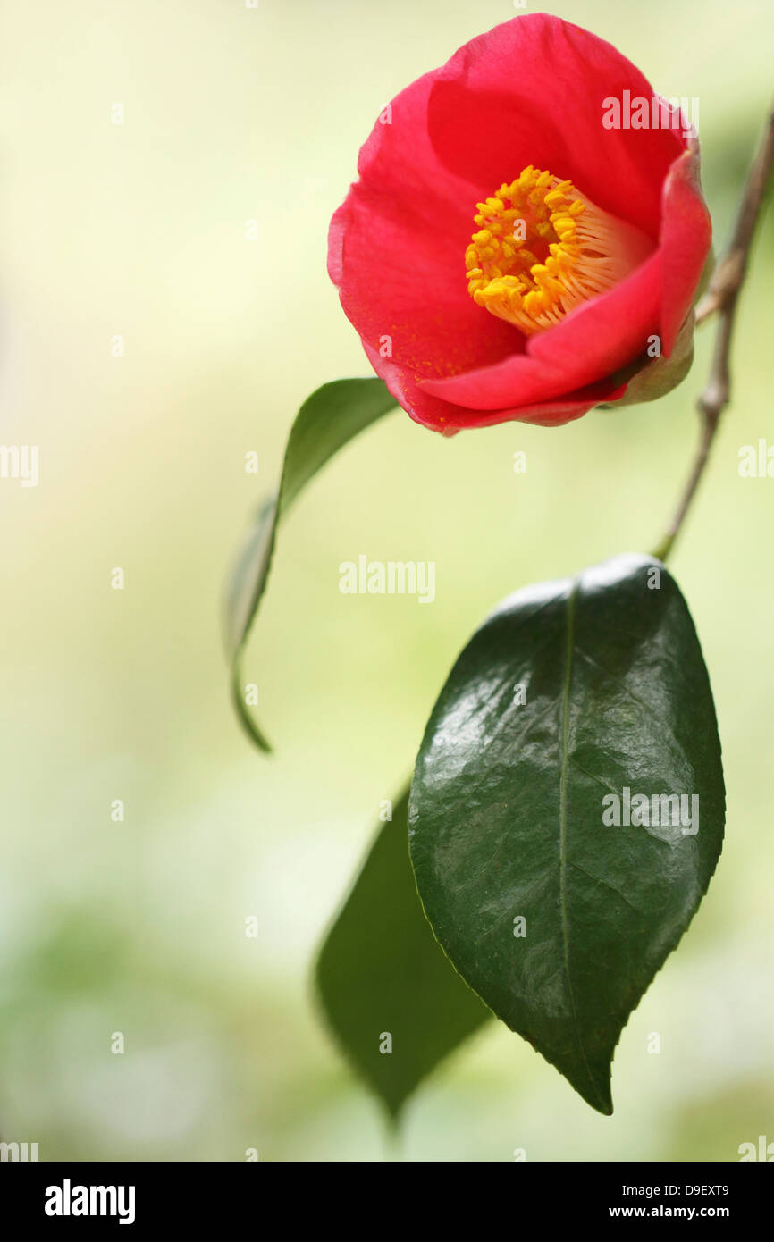 Japanese camellia hi-res stock photography and images - Alamy