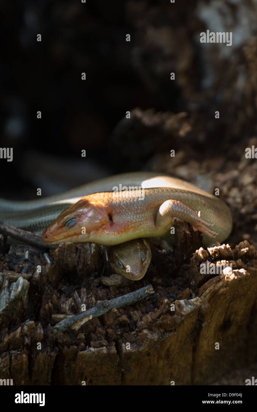 A pair of broad-headed skinks resting Stock Photo