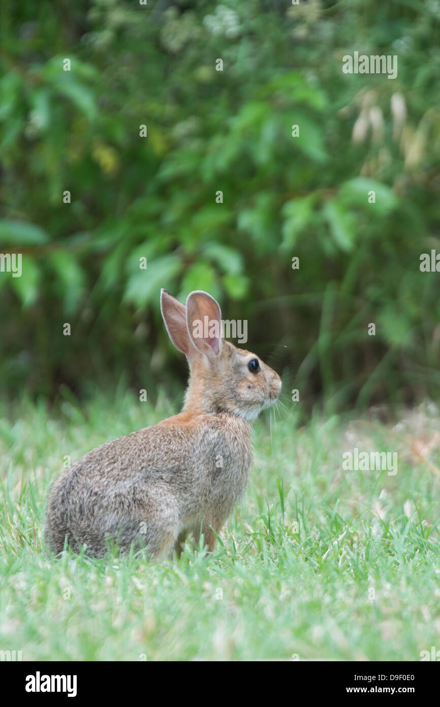 Eastern Cottontail in grass Stock Photo