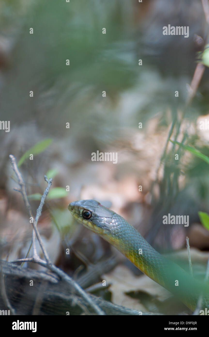 Rough Greensnake Stock Photo