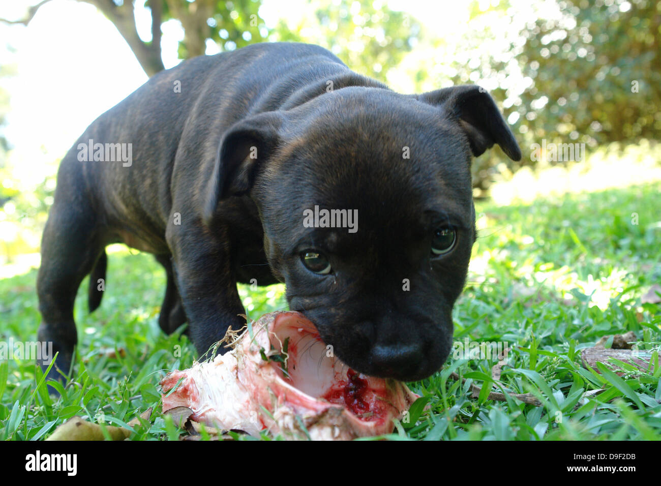 brindle staffy pups for sale