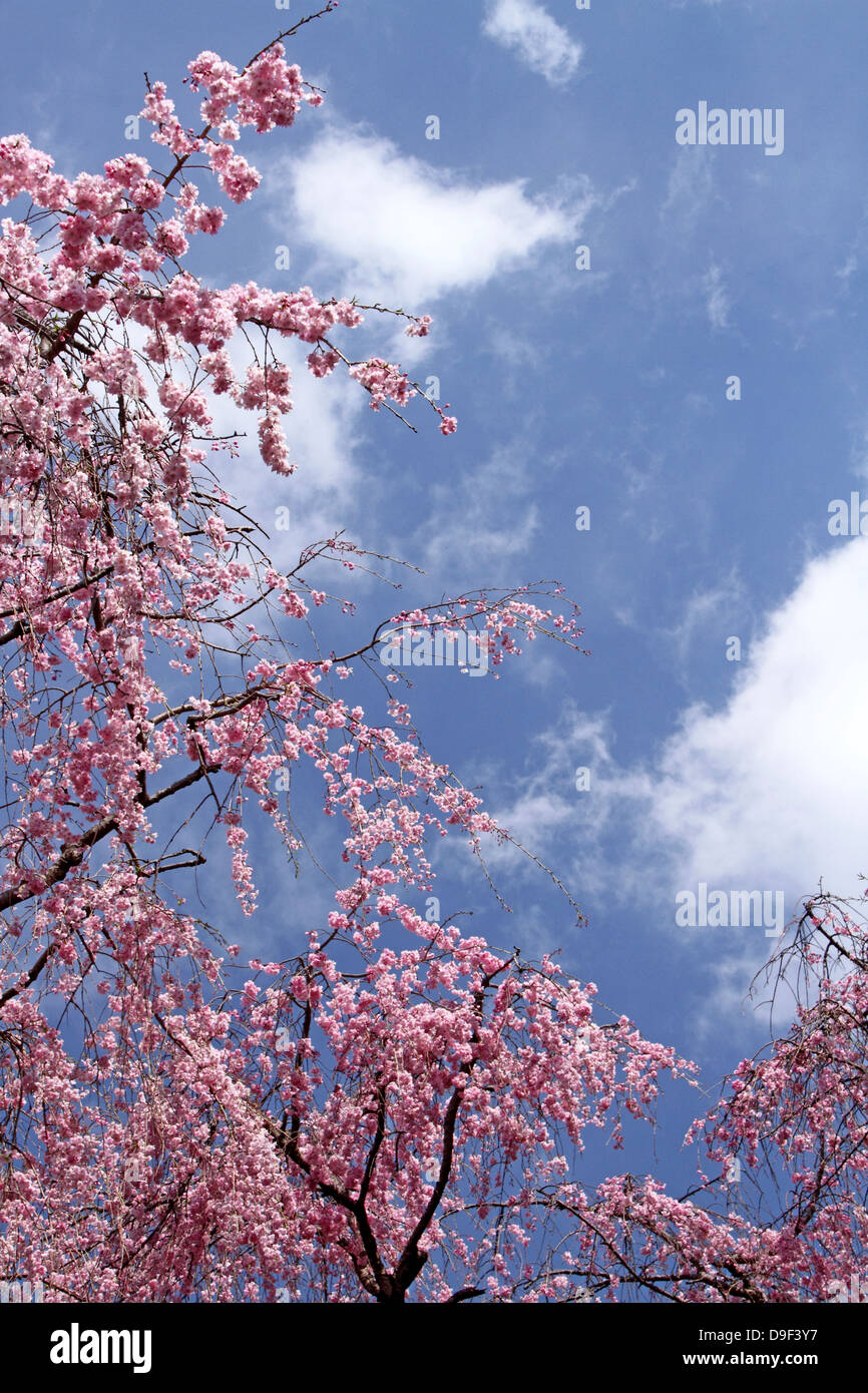 Cherry blossoms and sky Stock Photo