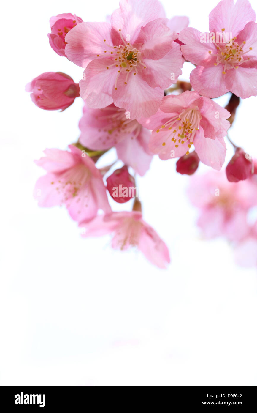 White cherry blossoms vivid hi-res stock photography and images - Alamy