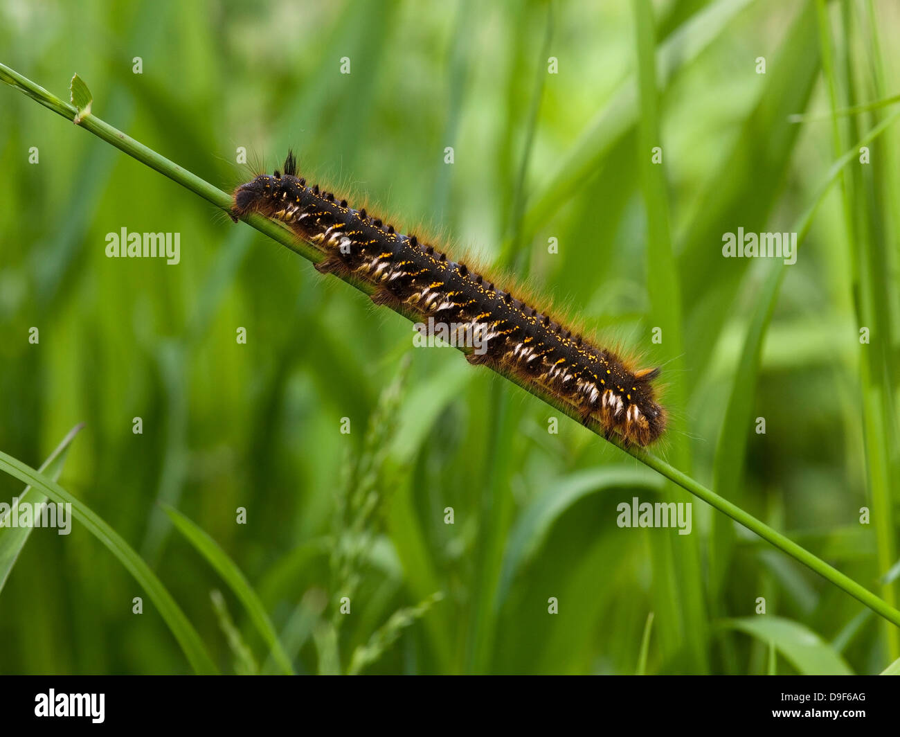 A drinker moth caterpillar, Latin name Philudoria potatoria on a green grass stem Stock Photo