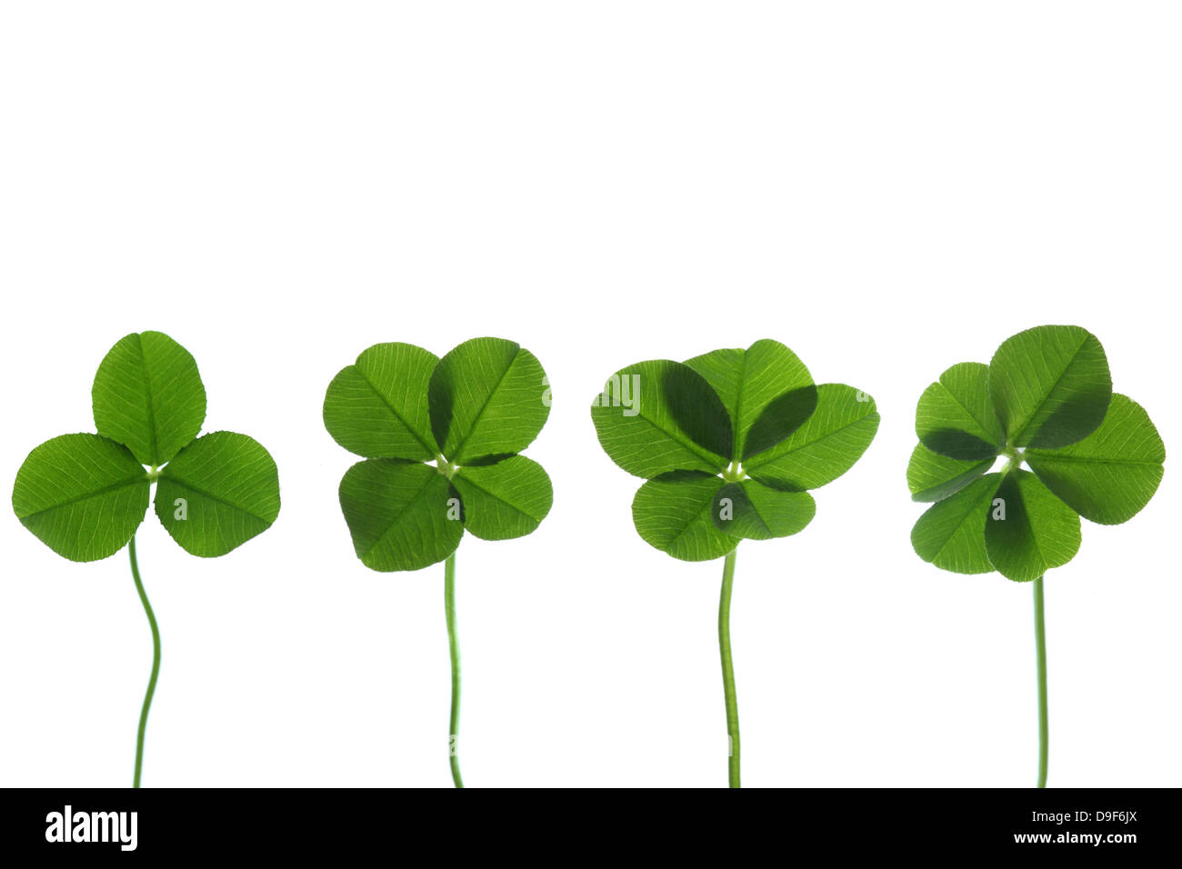 Six leaf clover hires stock photography and images Alamy