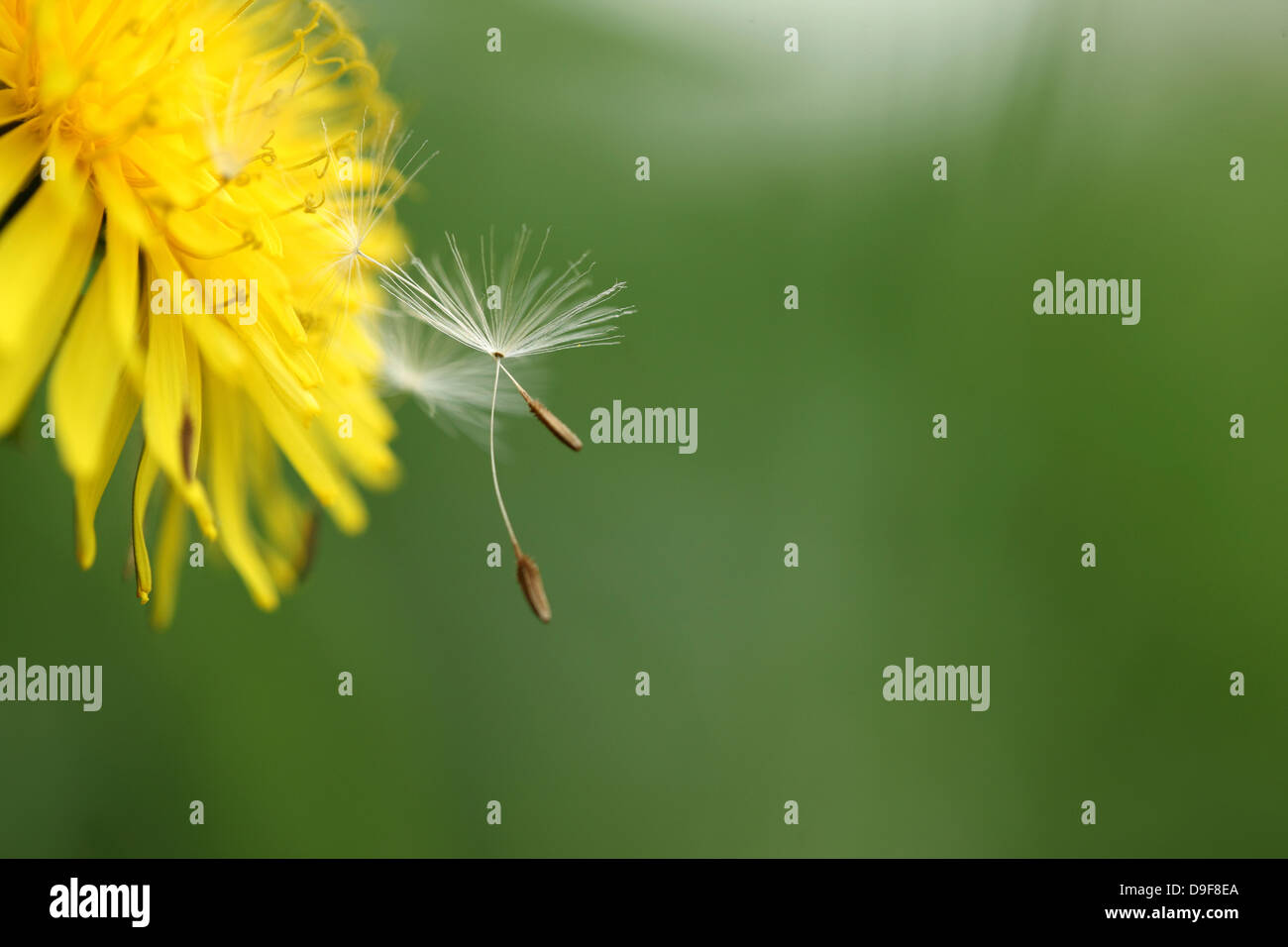 Two dandelion species hi-res stock photography and images - Alamy