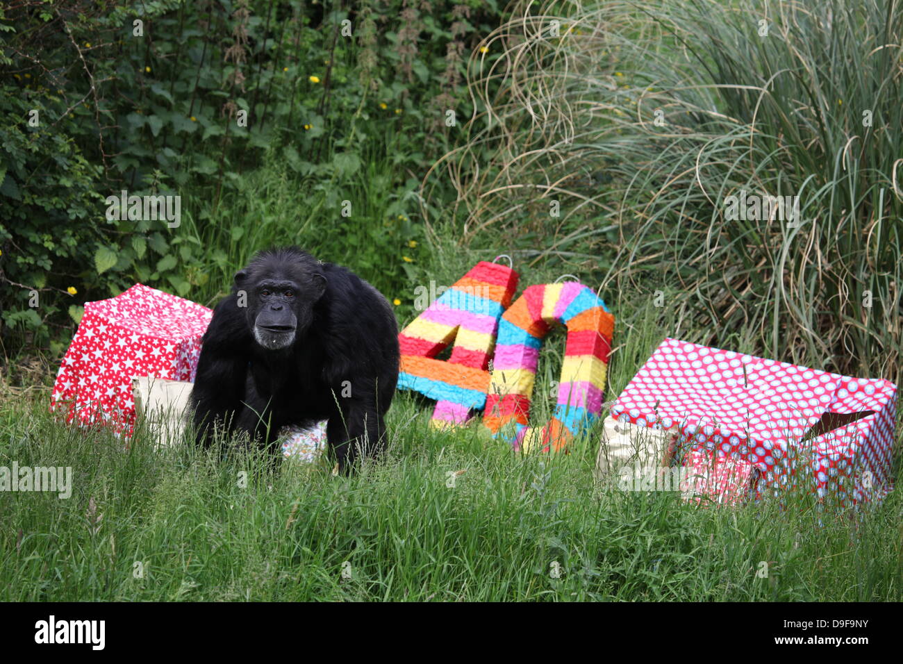 Koko the chimpanzee, the Zoo's oldest resident, celebrates her 40th birthday, 19th June 2013 Stock Photo