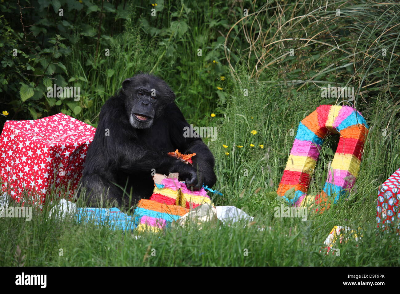 Koko the chimpanzee, the Zoo's oldest resident, celebrates her 40th