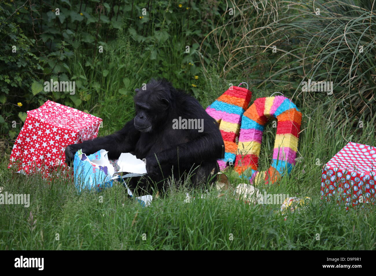 Koko the chimpanzee, the Zoo's oldest resident, celebrates her 40th birthday, 19th June 2013 Stock Photo
