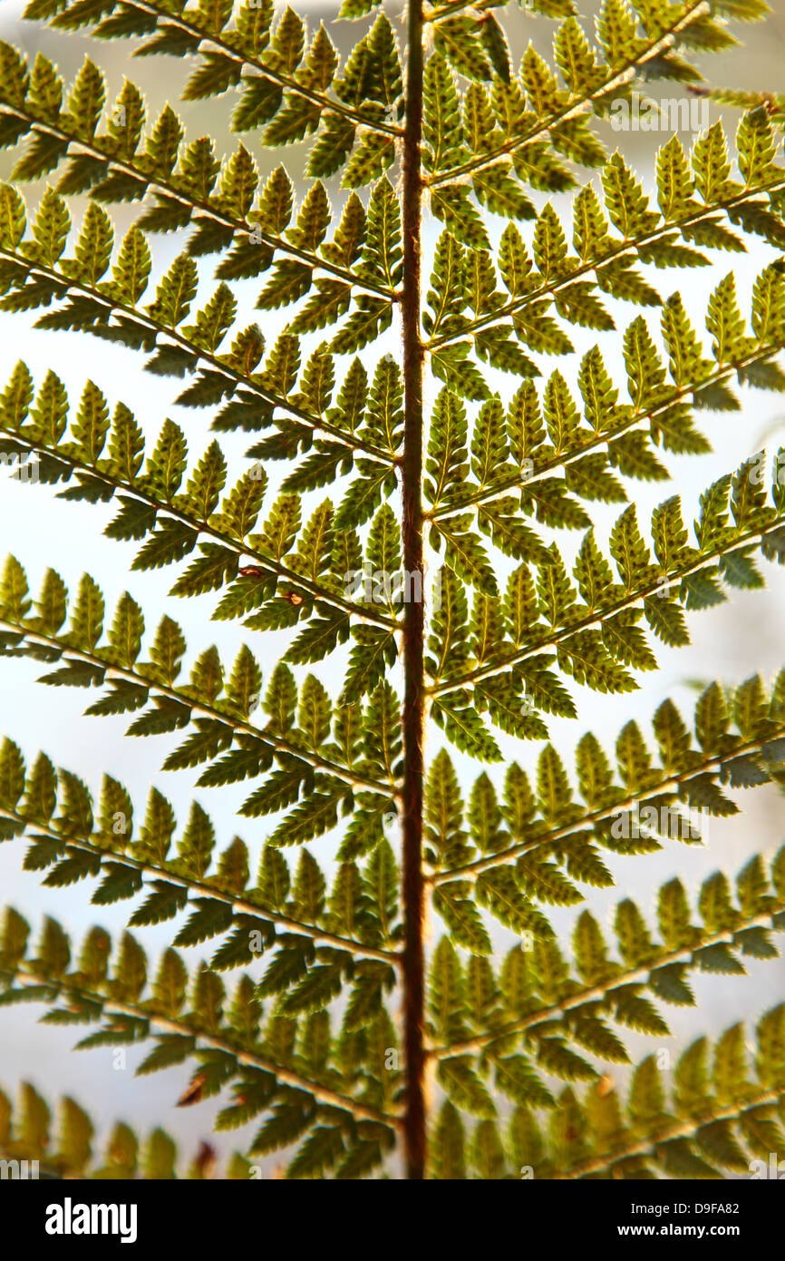 Green bracken, fern leaf as a background Stock Photo