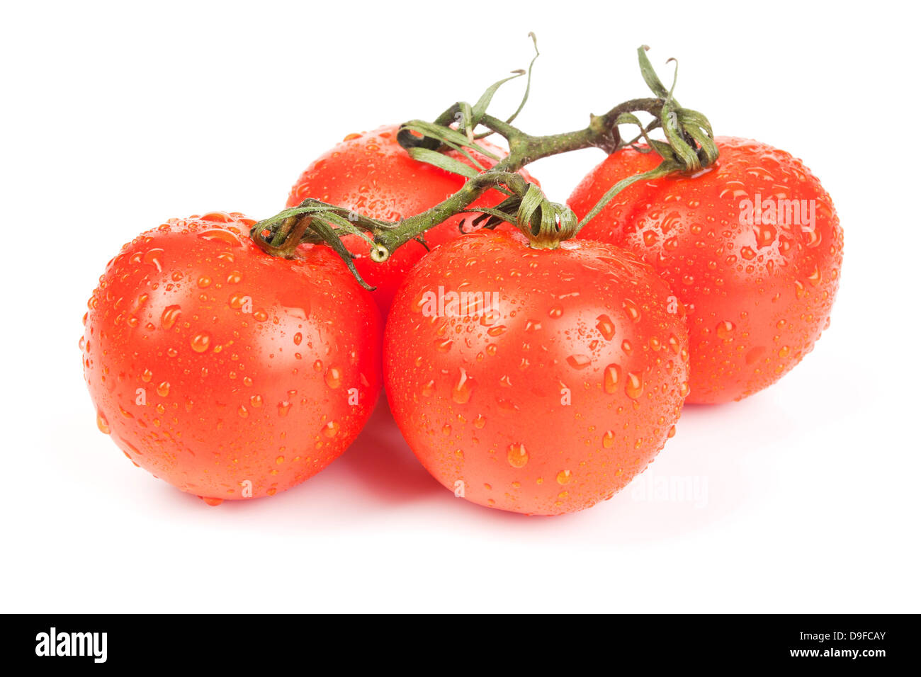 Shrub tomatoes Tomatoes Stock Photo