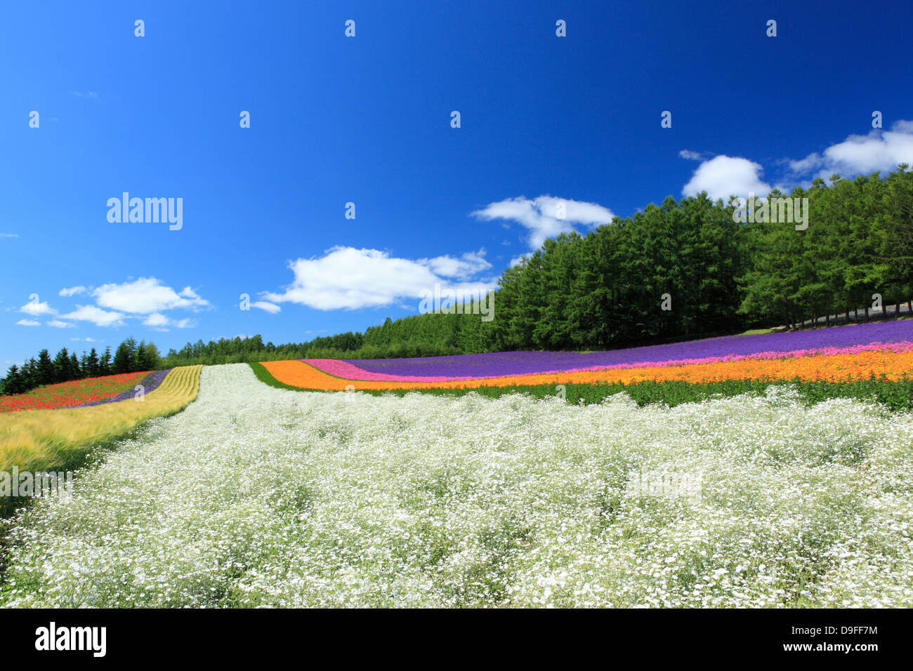 Flower fields and sky with clouds, Hokkaido Stock Photo