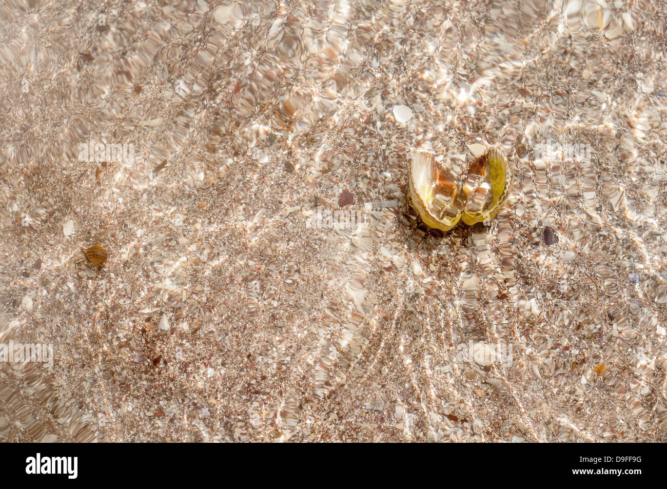A seashell under water Stock Photo - Alamy
