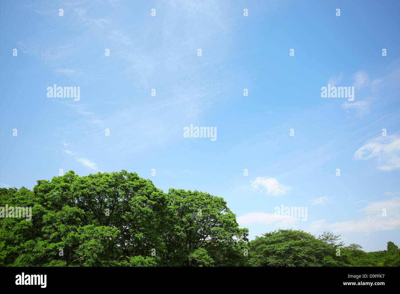 Trees and blue sky with clouds Stock Photo - Alamy