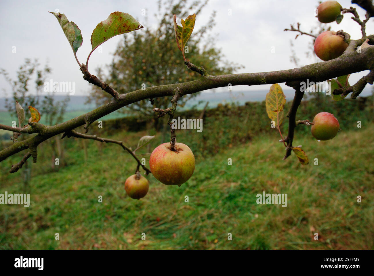 Ribston Pippin apples on tree Stock Photo Alamy