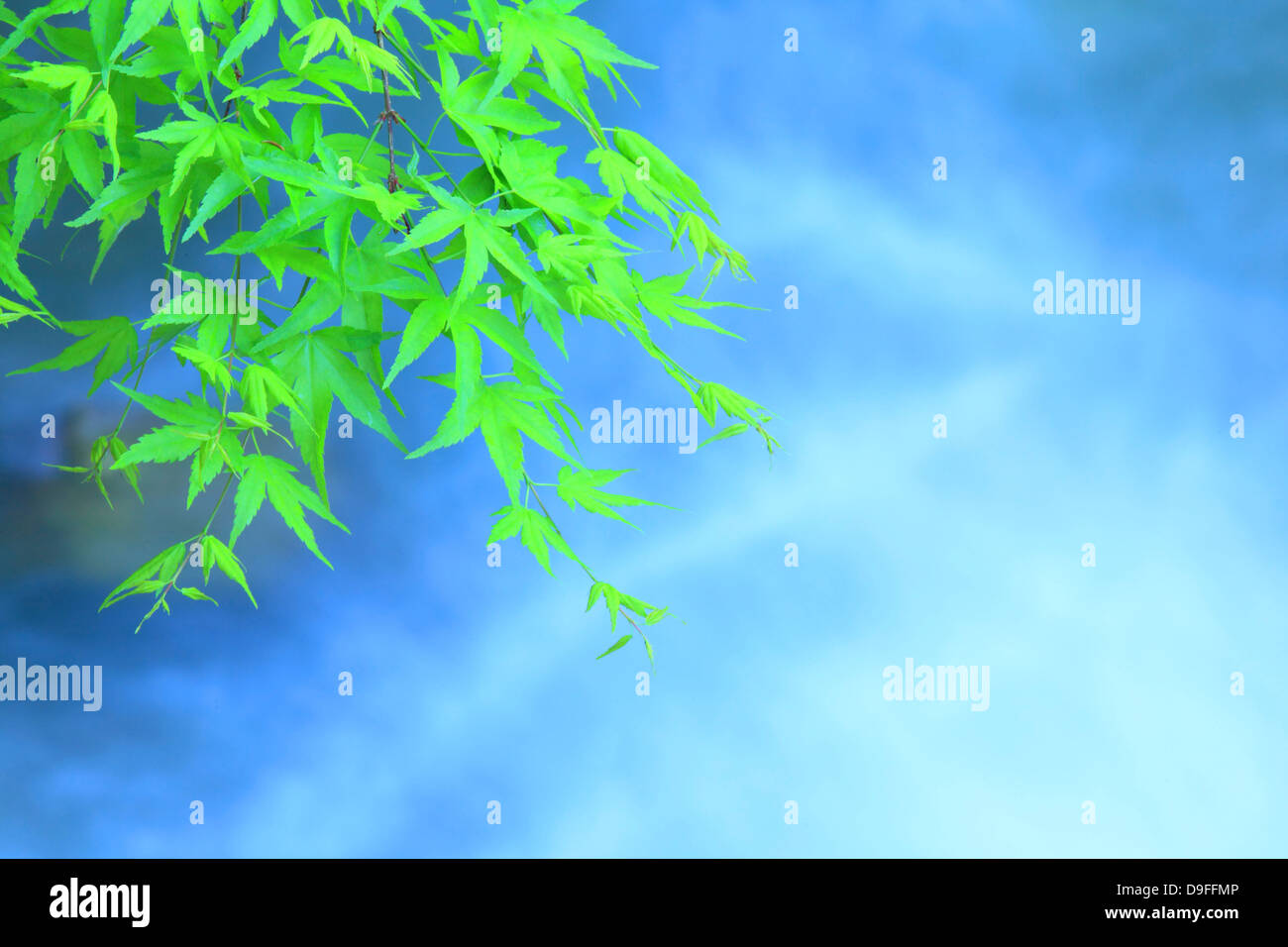 Green maple leaves Stock Photo - Alamy