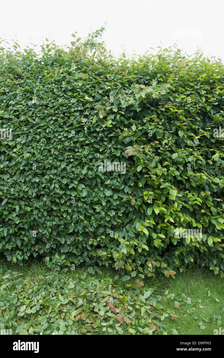 Hornbeam hedge half cut in summer Stock Photo