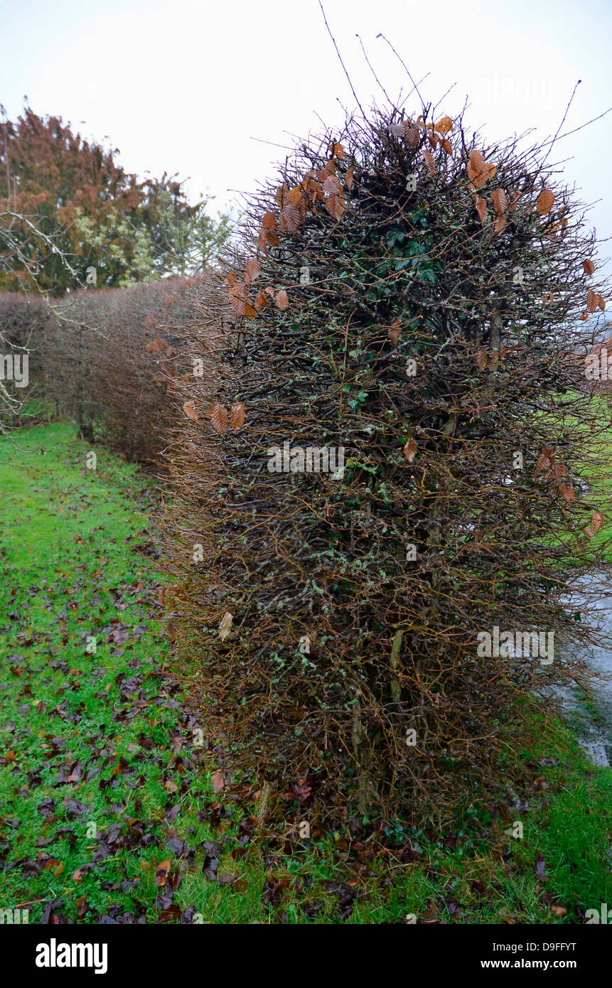 Hornbeam hedge in early winter Stock Photo