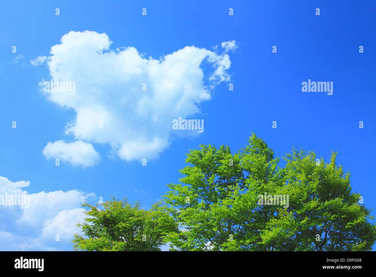 Tree and blue sky with clouds Stock Photo - Alamy