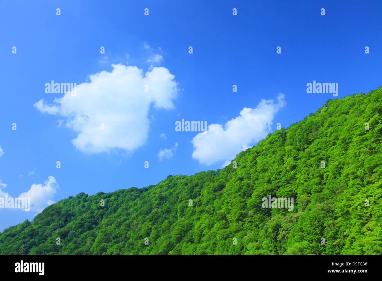 Trees and blue sky with clouds Stock Photo - Alamy