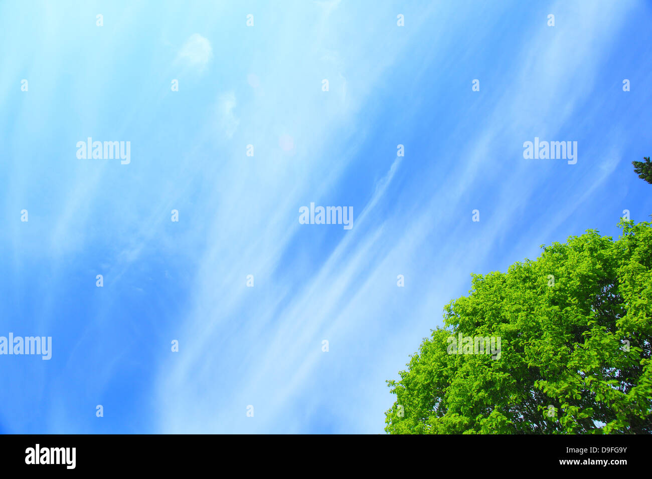 Tree and blue sky with clouds Stock Photo - Alamy