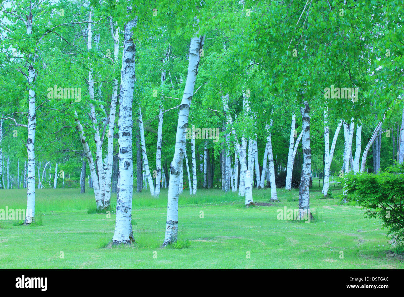 Birch forest, Iwate Prefecture Stock Photo