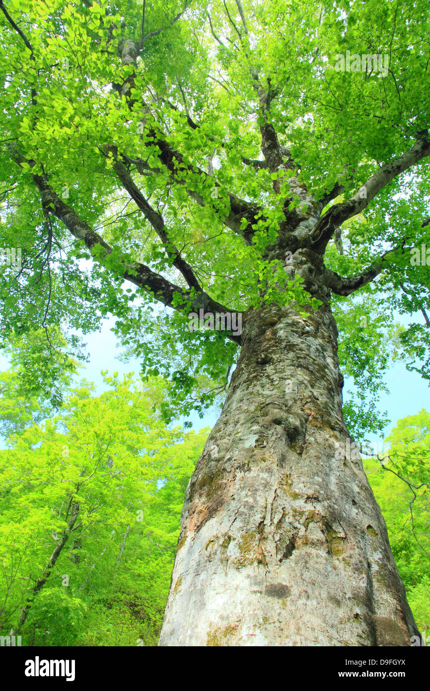 Old sunny beech forest hi-res stock photography and images - Alamy