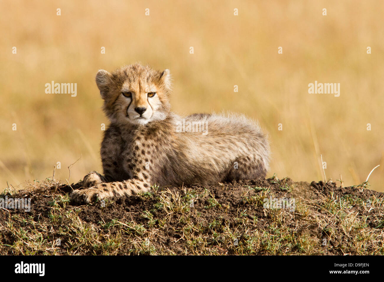 Cheetah cub hires stock photography and images Alamy