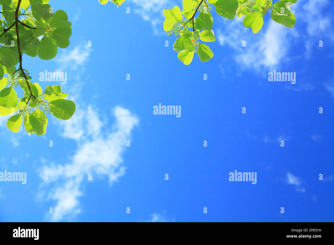 Dogwood Leaves And Blue Sky With Clouds Stock Photo Alamy