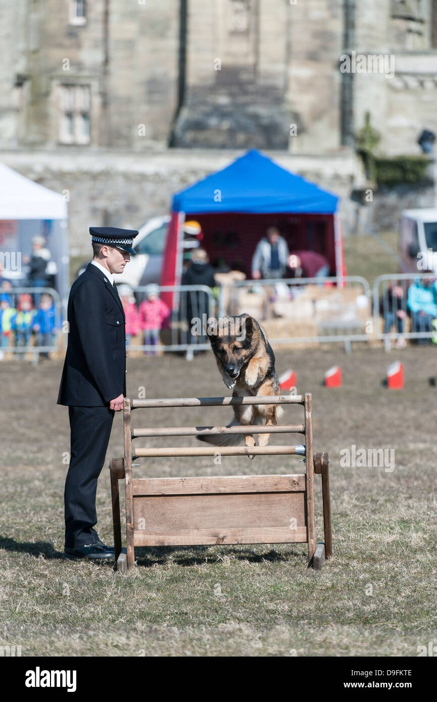 A Kent Police Dog & handler competing at the National Police Dog Trials